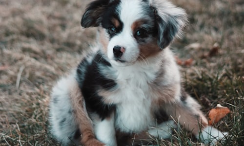 cute puppies facts