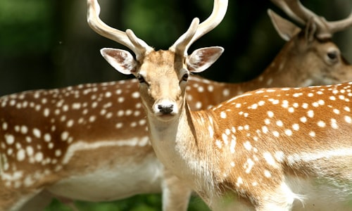 deer hunter facts
