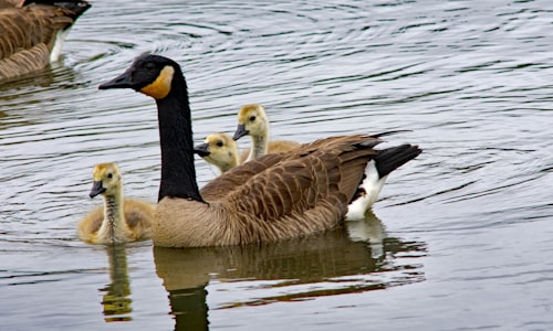 developing goslings facts