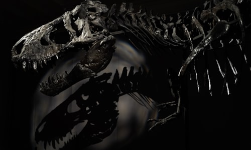 dinosaur bones facts
