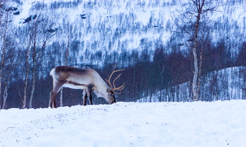 distance reindeer facts