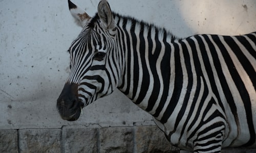 donkey zebra facts