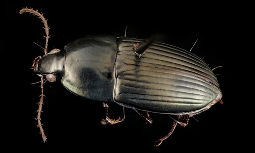 dung beetles facts