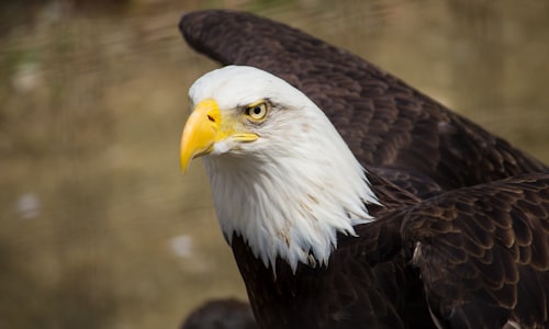 eagle mistaken facts