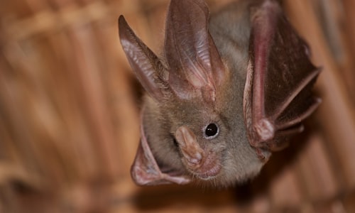 echolocation bats facts