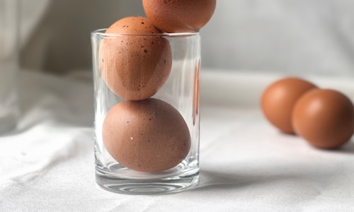 egg fertilized facts