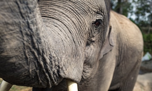 elephant ivory facts