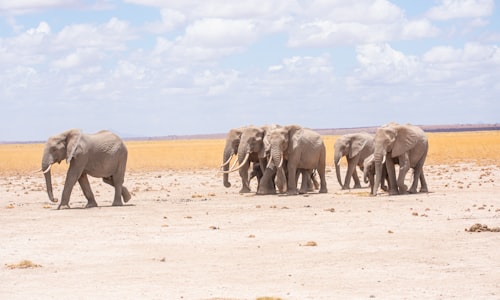 elephants evolving facts