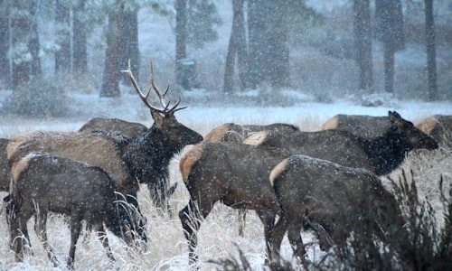 elk deer facts