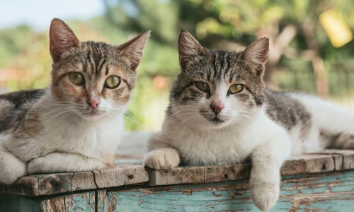 feral cats facts