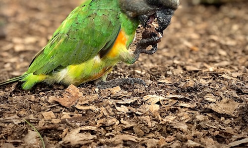 feral parrots facts