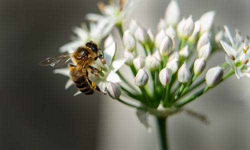 flower nectar facts