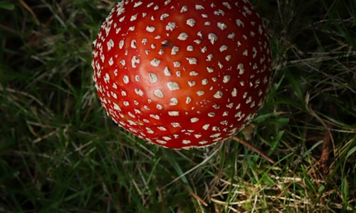 fly agaric facts