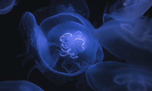 freshwater jellyfish facts