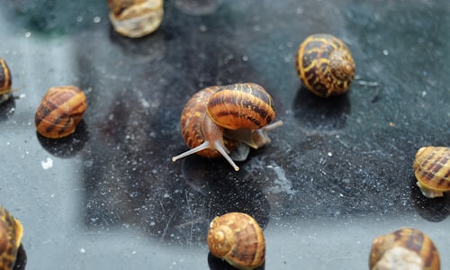 freshwater snails facts
