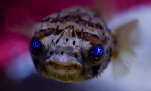 fugu pufferfish facts