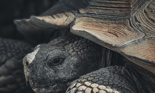 galapagos tortoise facts