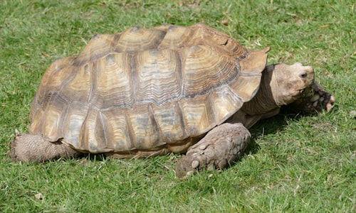 galapagos tortoises facts