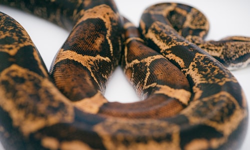 garter snake facts