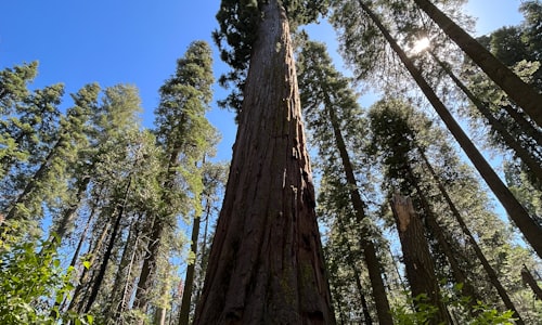 giant sequoia facts