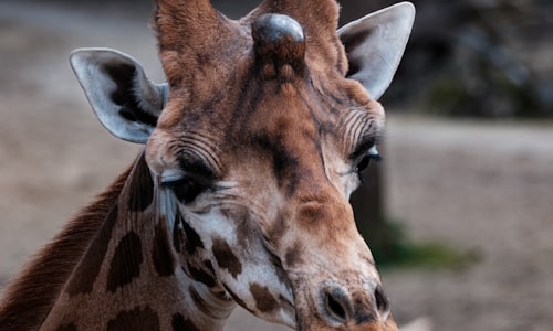giraffe neck facts