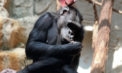 gombe chimpanzee facts