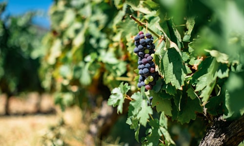grape kool facts