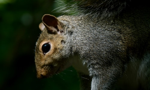 gray squirrels facts