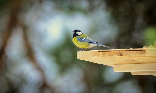 great tit facts