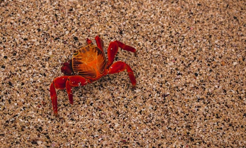 hermit crab facts