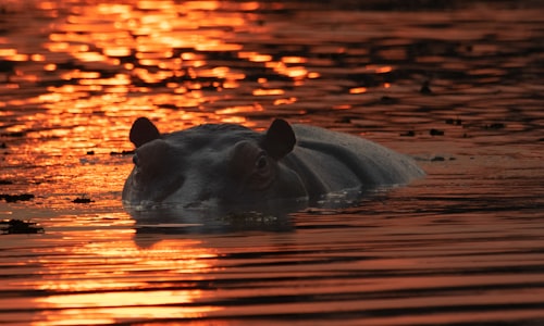 hippo problem facts