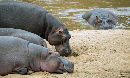 hippopotamus christmas facts