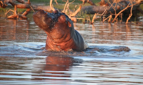 hippos secrete facts