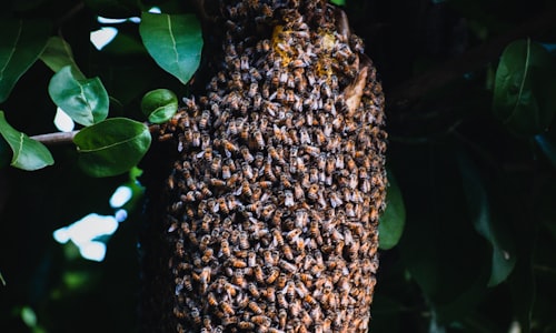 hive bees facts