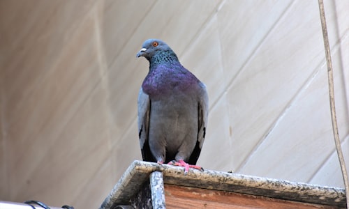 homing pigeon facts