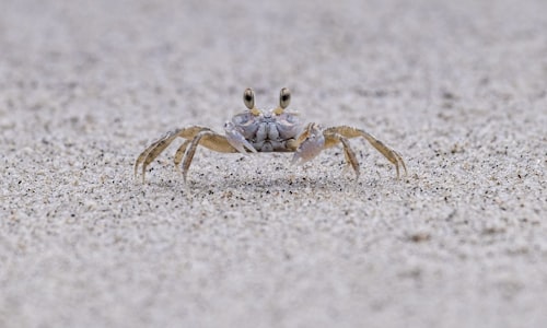 horseshoe crabs facts