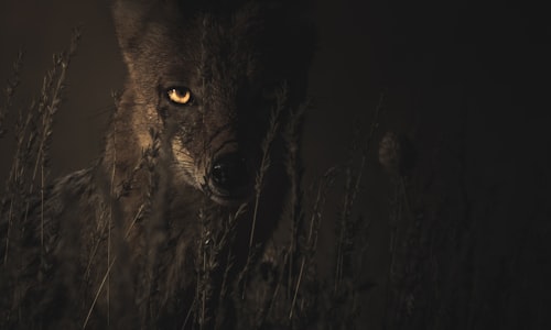 hunt wolves facts