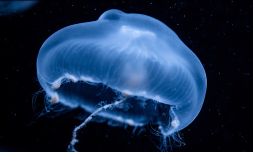 irukandji jellyfish facts