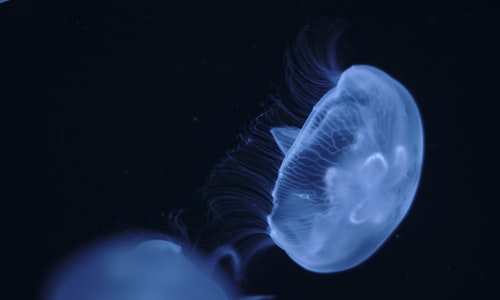 jellyfish immortal facts