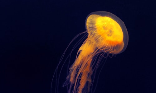 jellyfish revert facts
