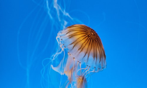 jellyfish turritopsis facts