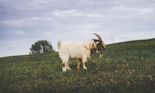 judas goats facts