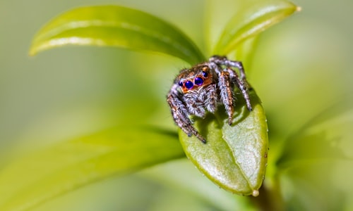 jumping spider facts