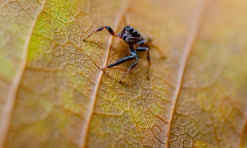 jumping spiders facts