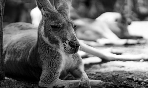 kangaroo emu facts