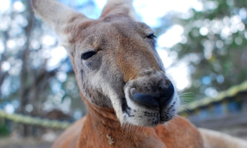 kangaroo meat facts
