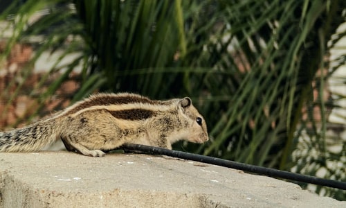 kangaroo rat facts