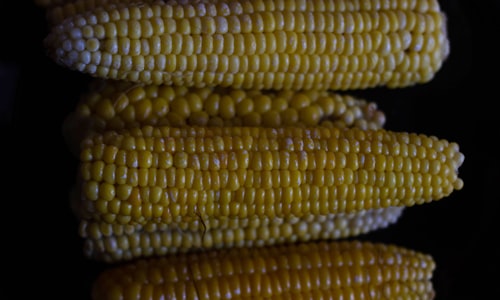 kernel corn facts