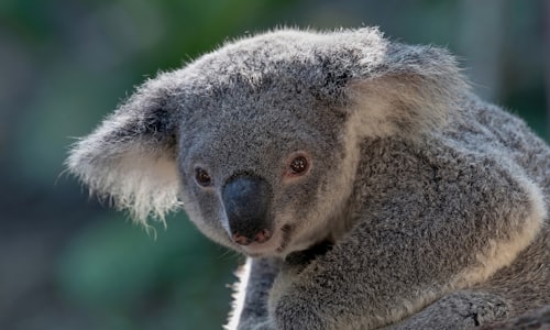 koala fingerprints facts
