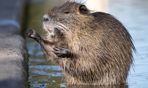 leave beaver facts